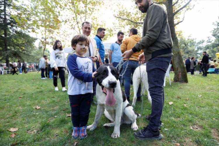 Bursa İneg&ouml;l'de kedi ve k&ouml;pekler podyumu s&uuml;sledi