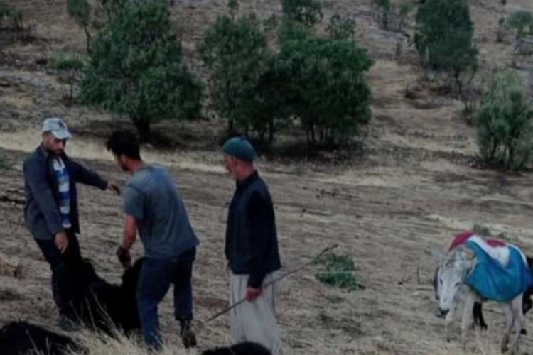 Sığındıkları mağara &ccedil;&ouml;kt&uuml;: 17 k&uuml;&ccedil;&uuml;kbaş telef oldu