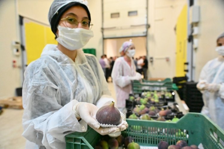 Bursa B&uuml;y&uuml;kşehir incir &uuml;reticisine can suyu oldu
