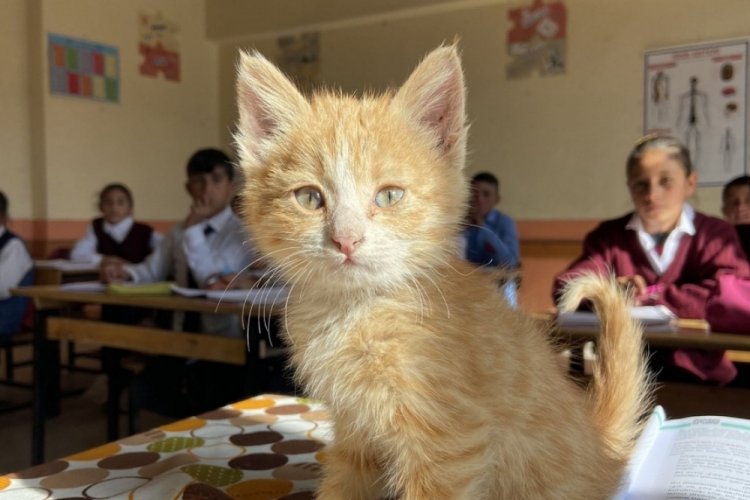 Ağrı'da yavru kedi Mandalina, &ouml;ğrencilerle beraber derslere giriyor