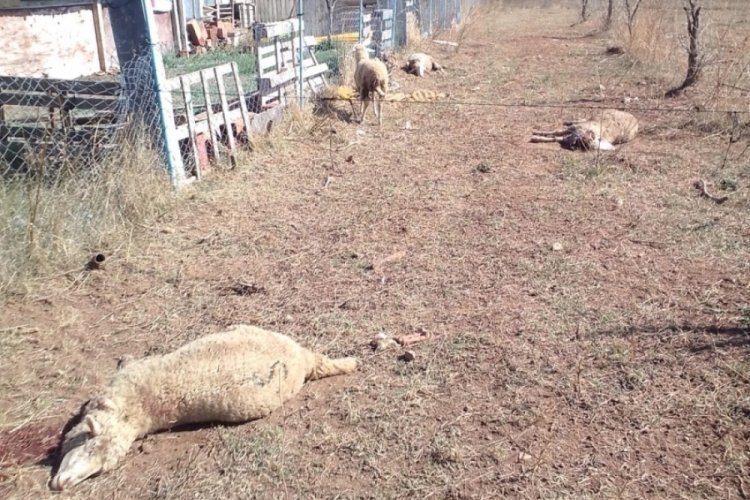 Bursa Mudanya'da başıboş k&ouml;pekler 12 koyunu telef etti
