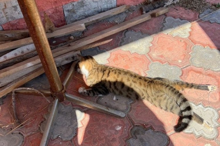 Mersin'de sokak hayvanlarının zehirlenmesi olayında g&ouml;zaltına alınan ş&uuml;pheli serbest