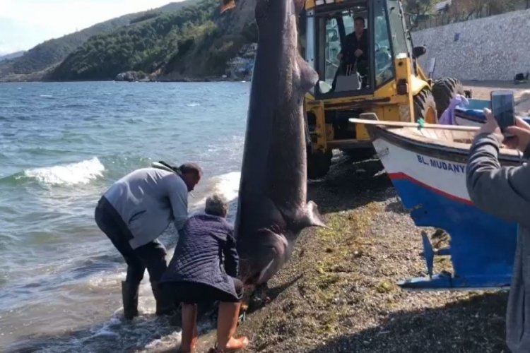 Bursa'da ağlara takılan balık şoke etti