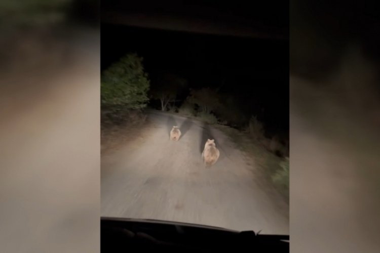Erzincan'da ayılar k&ouml;y&uuml;n i&ccedil;inde otomobilin ışığıyla s&uuml;ratle koştu