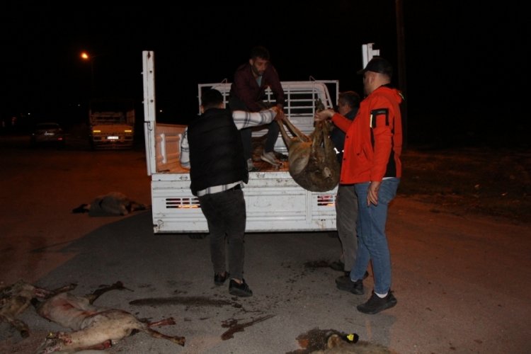 Amasya'da otomobillerin &ccedil;arptığı s&uuml;r&uuml;deki 25 koyun telef oldu