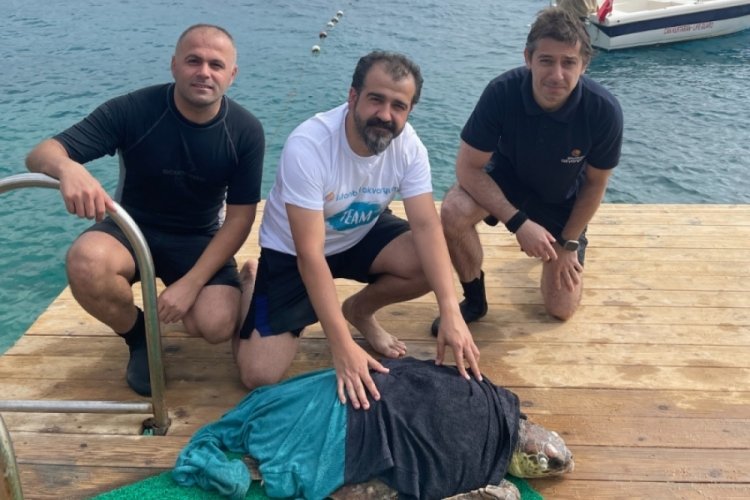 Antalya'da şamandıra halatına takılan Caretta caretta, dalgı&ccedil;lar tarafından kurtarıldı