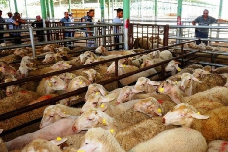 Manisa'da 'mavi dil' paniği: Hayvan pazarı 45 g&uuml;n kapatıldı