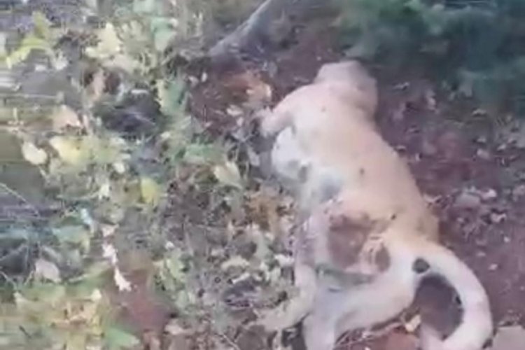 Eskişehir'de av t&uuml;feği ile katledilen &ccedil;oban k&ouml;peği &ccedil;alıların arasında bulundu