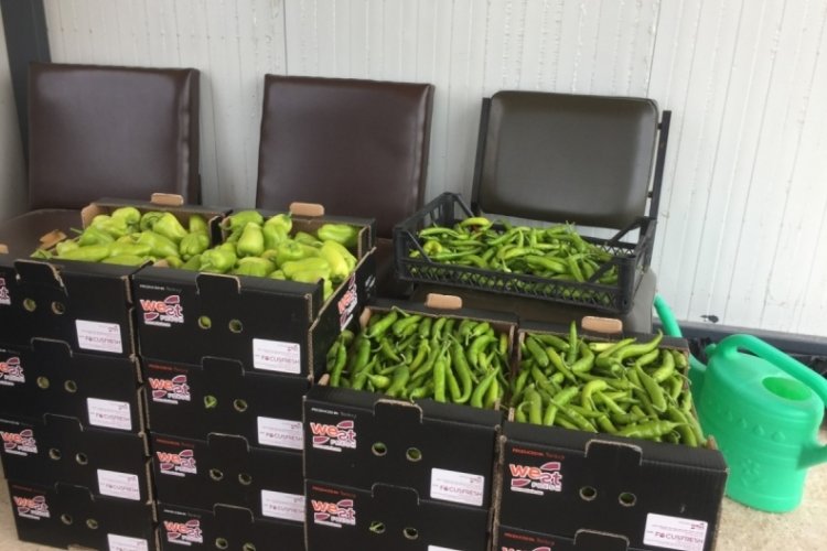Bursa'da engelsiz tarımda 6 ton hasat yapıldı