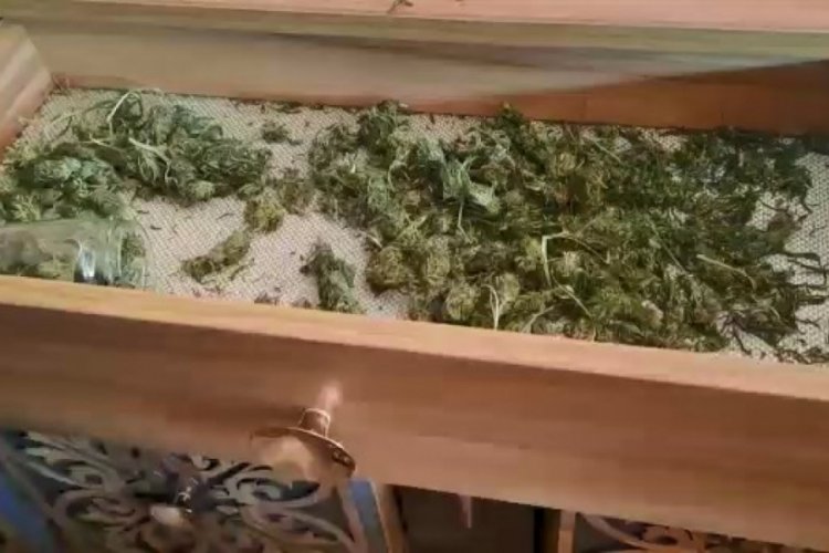 Bursa'da eve uyuşturucu operasyonu: Kenevir tarlasına d&ouml;n&uuml;şt&uuml;rm&uuml;şler...