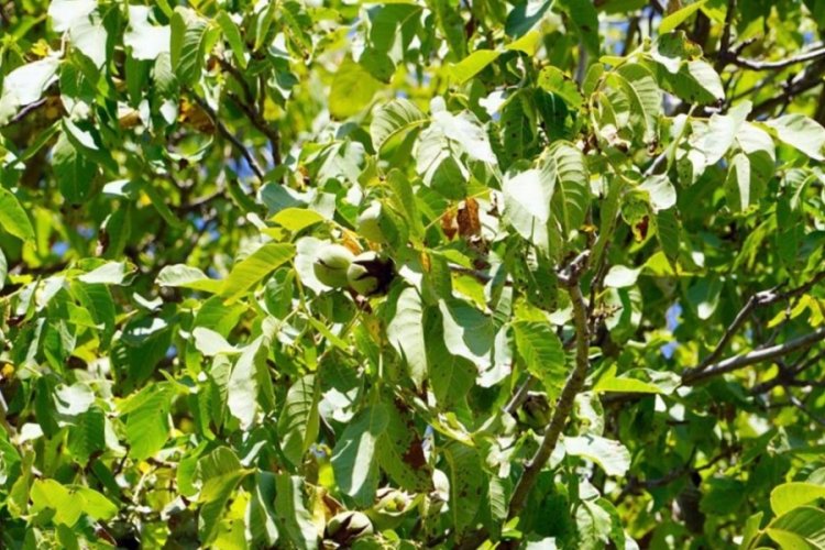 Ceviz &Uuml;reticileri Derneği, Bursa'daki &uuml;reticilerle hasat etkinliğinde bir araya geldi