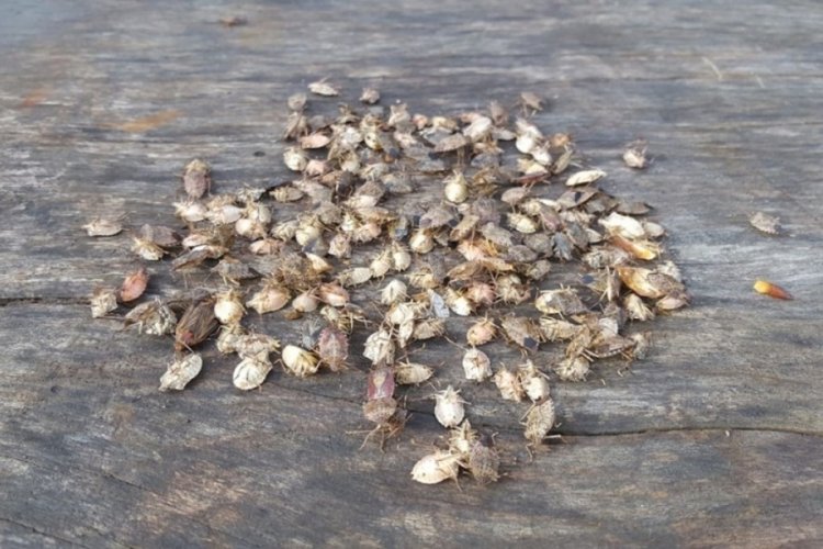 Artvin'i b&ouml;cek bastı! Tarım zarar g&ouml;rd&uuml;