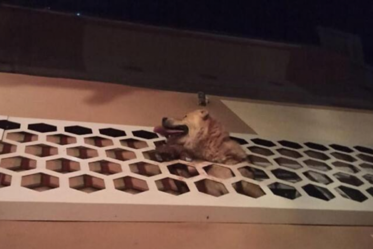 Bing&ouml;l'de bir k&ouml;peğin başı demir korkuluklara sıkıştı
