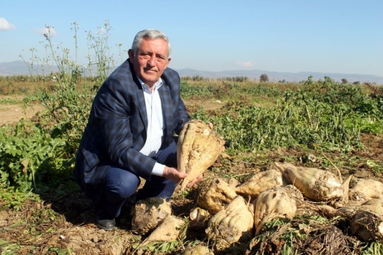 Bursa'da pancar ekimin artması i&ccedil;in &ouml;zel &ccedil;alışmalar yapılıyor