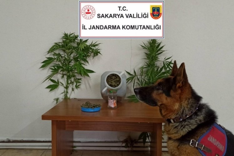 Sakarya'da jandarmadan uyuşturucu operasyonu