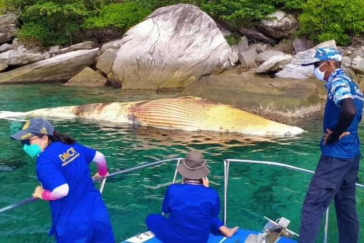 Tayland'da 3 ton ağırlığında &ouml;l&uuml; balina sahile vurdu