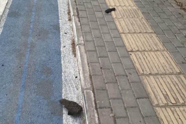 Bursa'daki yangının &ccedil;evreye etkisi g&uuml;n ağarınca ortaya &ccedil;ıktı