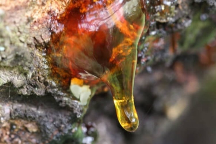 Edirne'de sahil &ccedil;amlarından 30 ton re&ccedil;ine toplandı