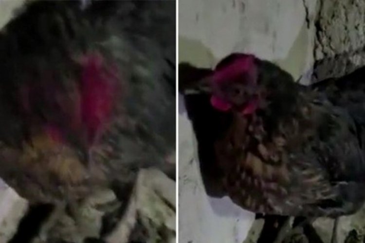 Konya'da kulu&ccedil;kadaki tavuğun altından uyuşturucu &ccedil;ıktı
