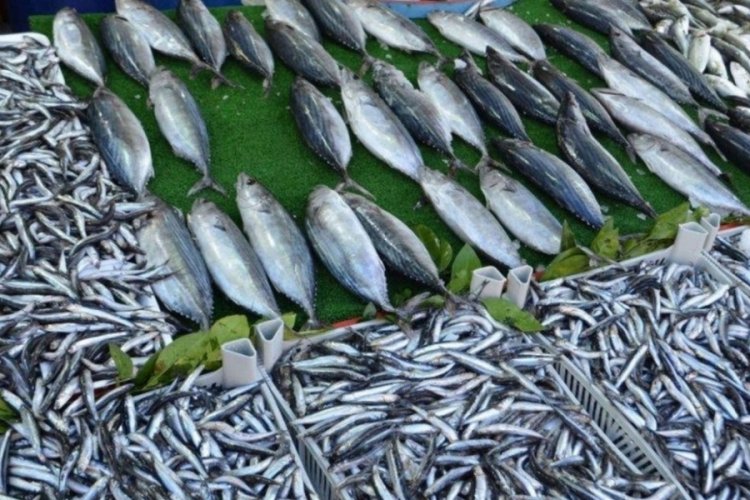 Yeni tehlike kapıda! Uzmanlardan flaş balık uyarısı