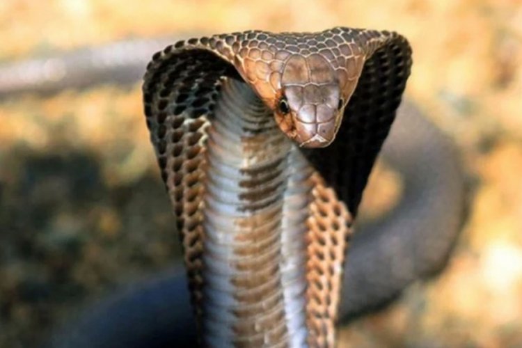 8 yaşındaki &ccedil;ocuk kendisini ısıran kobrayı ısırarak &ouml;ld&uuml;rd&uuml;!