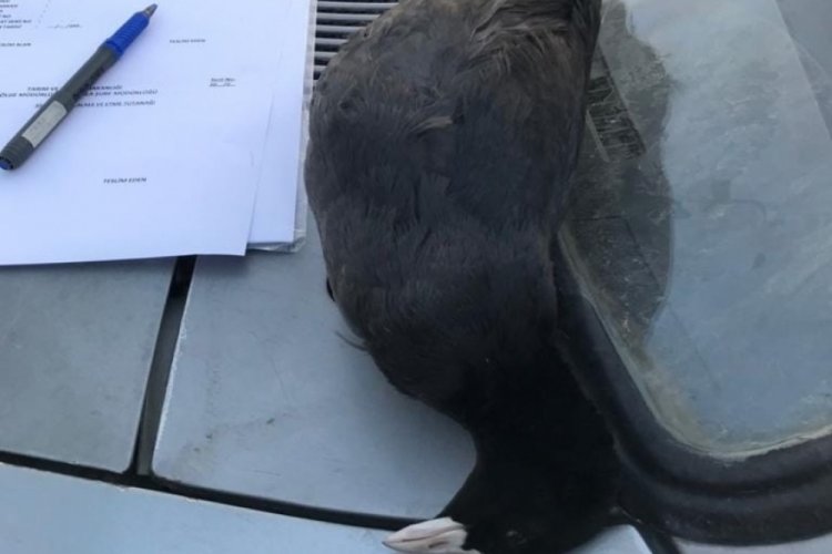 Muğla K&ouml;yceğiz'de ka&ccedil;ak avcılık yapan iki kişiye işlem yapıldı