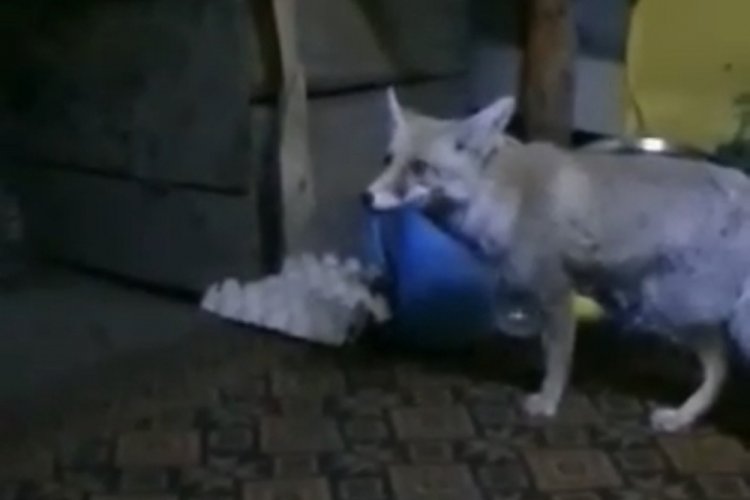 Osmaniye'de a&ccedil; kalan tilki orman iş&ccedil;ilerine sığındı