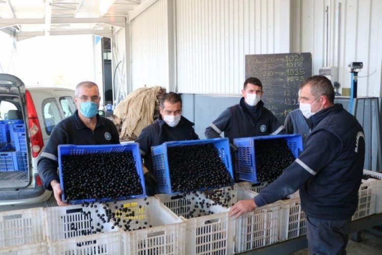 Marmarabirlik'in &uuml;r&uuml;n alım fiyatlarına g&uuml;ncelleme