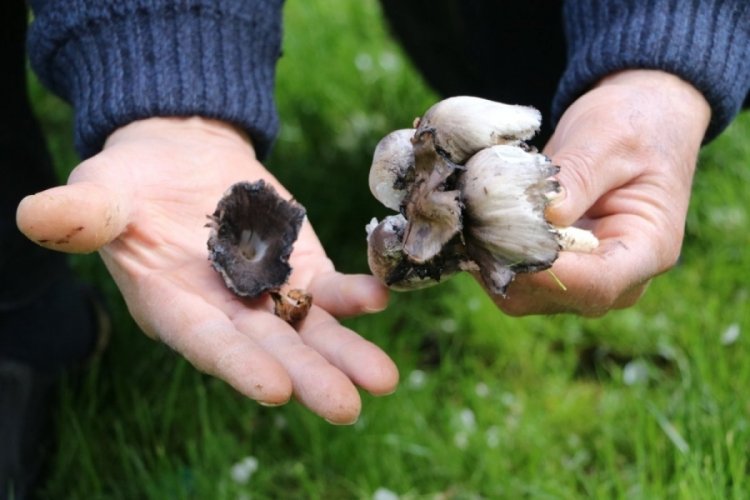 D&uuml;zce'de mantar zehirlenmeleri arttı! uzmanlar halkı uyardı