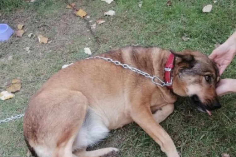 Kocaeli'nde bir k&ouml;peğin bacağından 200'den fazla sa&ccedil;ma &ccedil;ıktı