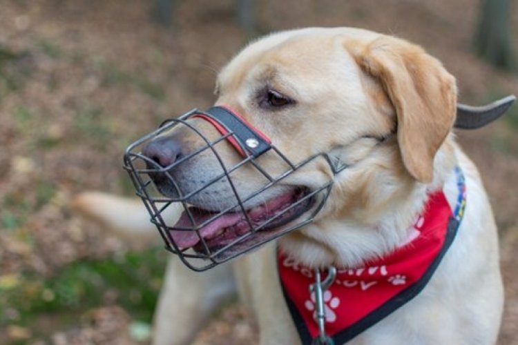 Trabzon'da sahipli k&ouml;peklere 'ağızlık' kararında geri adım