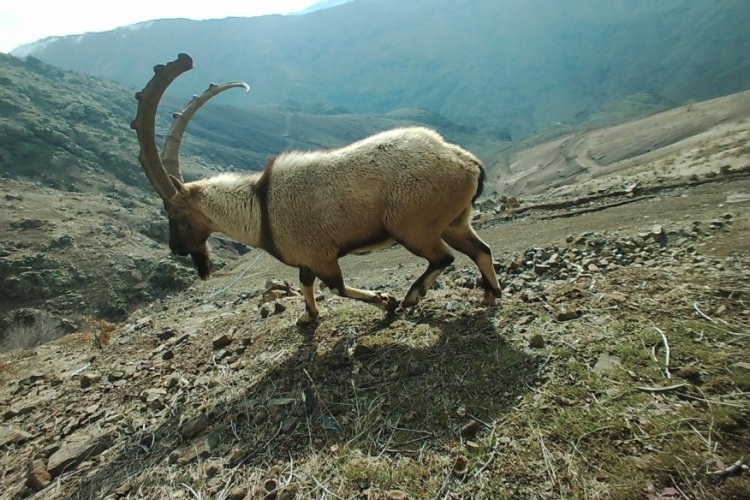 Adıyaman'da yaban hayatı fotokapana yansıdı