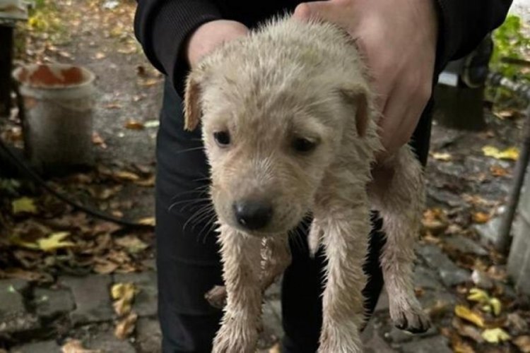 Kocaeli'nde dereye d&uuml;şen yavru k&ouml;pek kurtarıldı