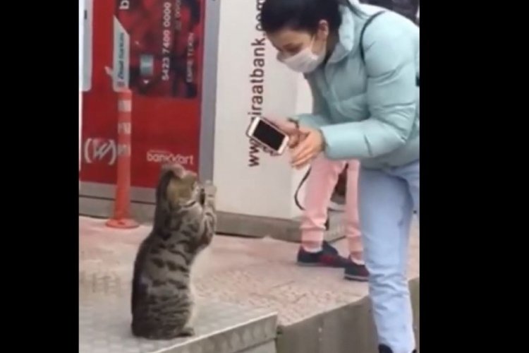 Alkış yapan kedi ilgileri &uuml;zerine &ccedil;ekiyor