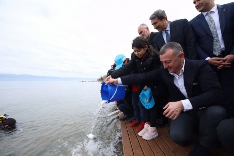 İzmit K&ouml;rfezi'ne 6 bin balık daha bırakıldı