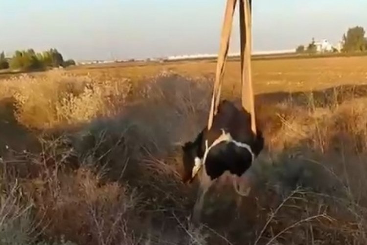 Adana'da dere yatağına d&uuml;şen inek kurtarıldı