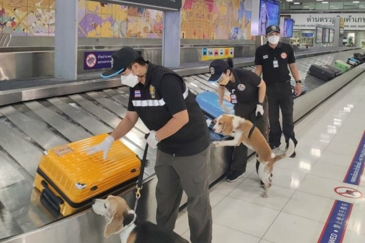 Tayland'da ş&uuml;pheli bavuldan kurutulmuş yarasa &ccedil;ıktı