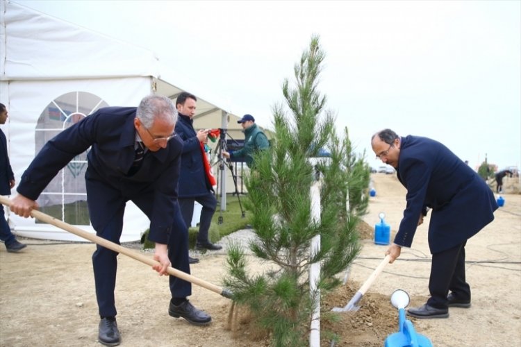 Azerbaycan'da 111 bin 111 fidan toprakla buluştu