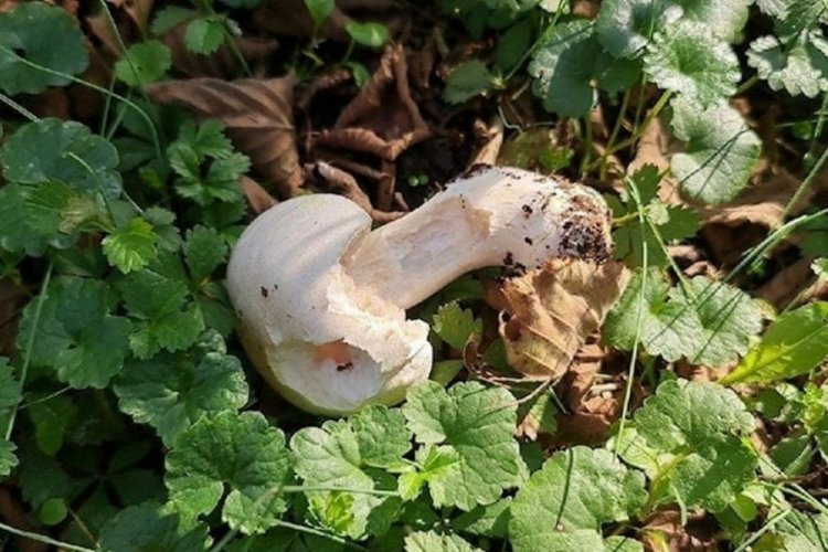 Mantar zehirlenmesine yine bir kurban daha!