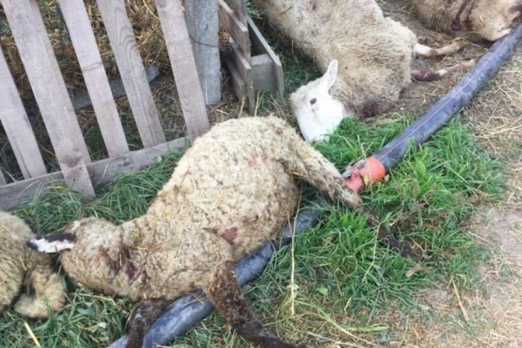 Bursa'da sokak k&ouml;pekleri &ccedil;iftliğe saldırı