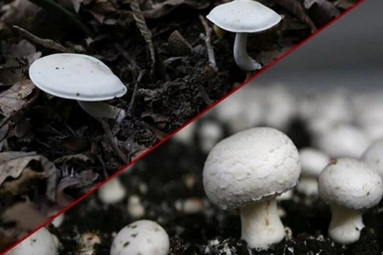 Uzmanından 'ikiz mantar' uyarısı