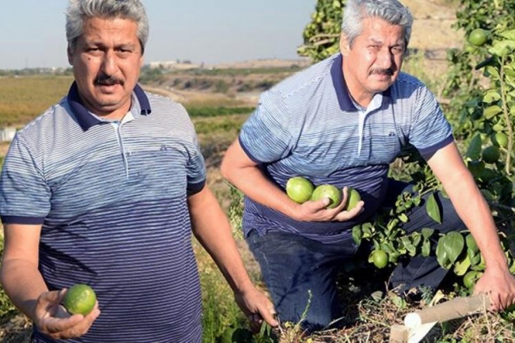Yok b&ouml;yle vicdansızlık! 600 ağacı k&ouml;klerinden kestiler