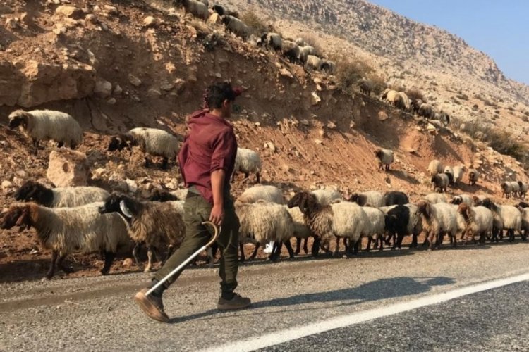 G&ouml;&ccedil;erlerin yayladan d&ouml;n&uuml;ş i&ccedil;in yolculuğu başladı