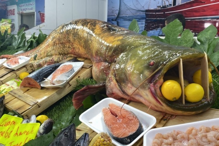 Edirne'de 90 kilogram ağırlığında yayın balığı tutuldu