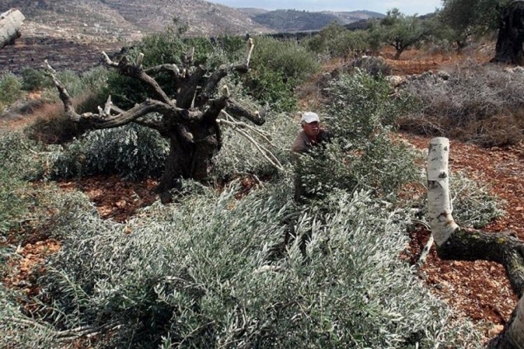 İsrail g&uuml;&ccedil;leri Batı Şeria'da 2 bin zeytin ağacını s&ouml;kt&uuml;