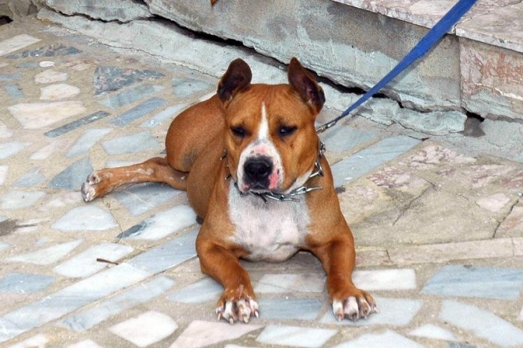 G&uuml;ney Afrika'da 8 yaşındaki &ccedil;ocuk pitbull saldırısında &ouml;ld&uuml;