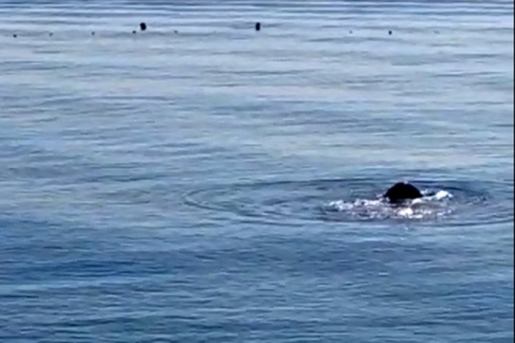 Antalya'da Akdeniz foku s&uuml;rprizi