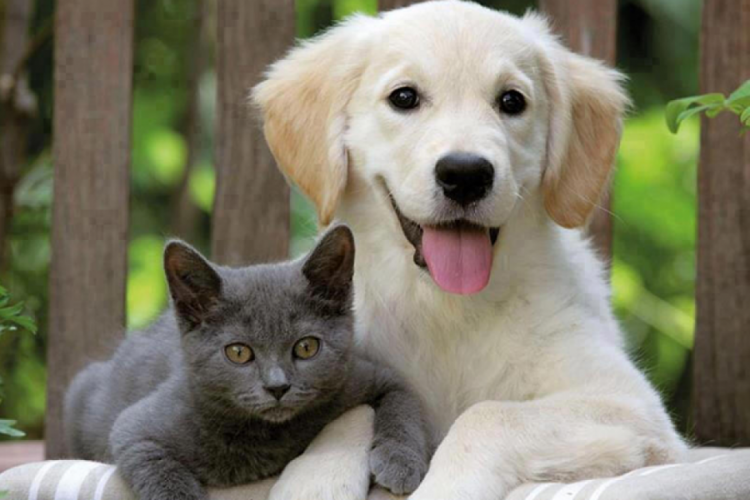 Evinde hayvan besleyenlere bakanlıktan uyarı!