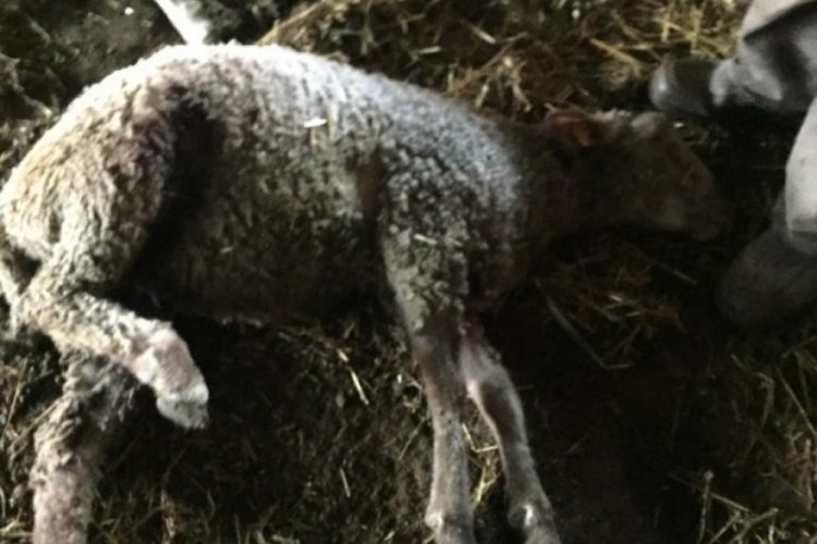 Bursa'da sokak k&ouml;pekleri ikinci kez saldırdıkları &ccedil;iftlikteki koyunları telef etti