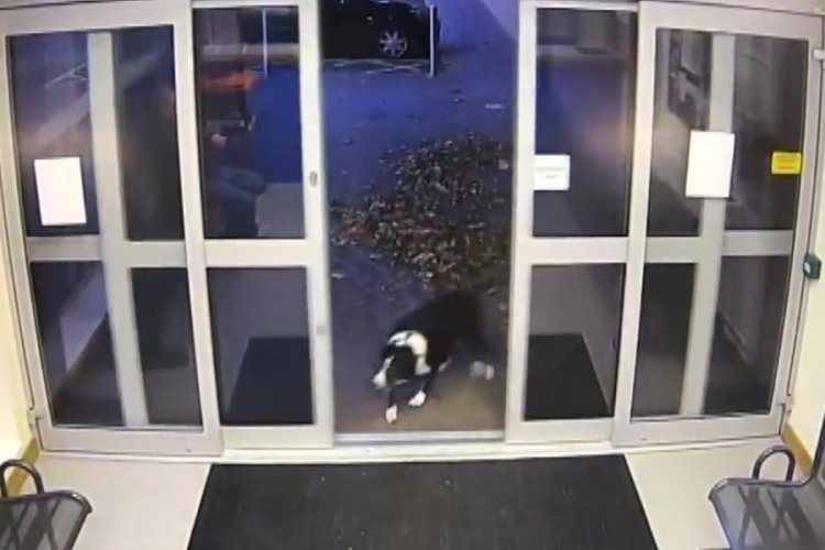 İngiltere'de sahibini kaybeden k&ouml;pek polise başvurdu